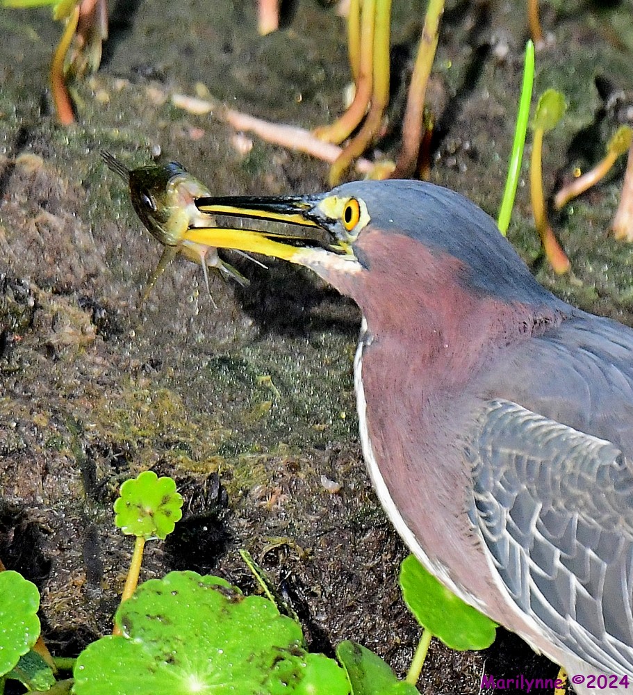 DSC_6443_001.JPG