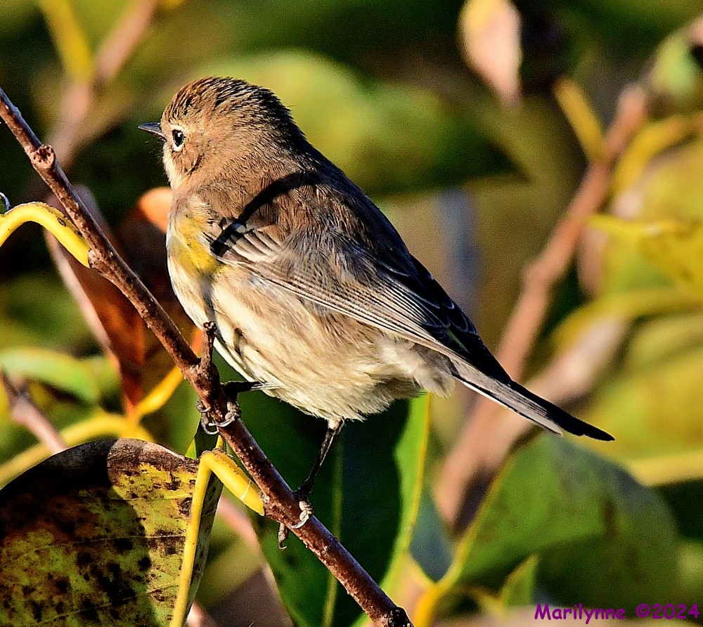 DSC_6444_001.JPG