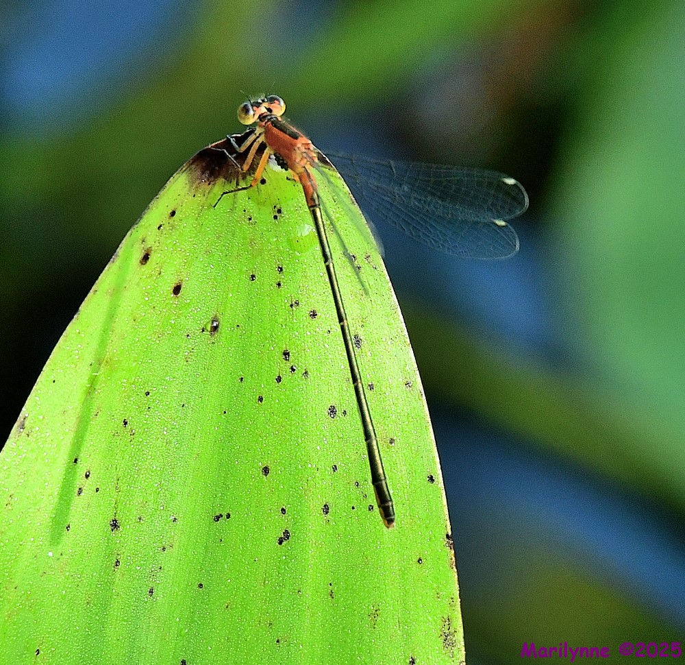 DSC_6444_001.JPG