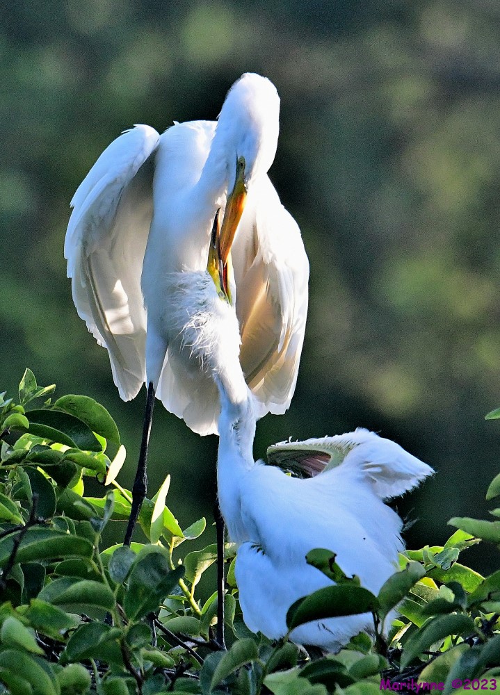 DSC_6445_001.JPG