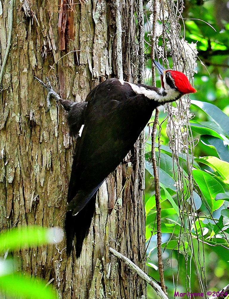 DSC_6445_001.JPG