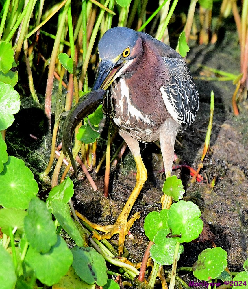 DSC_6446_001.JPG