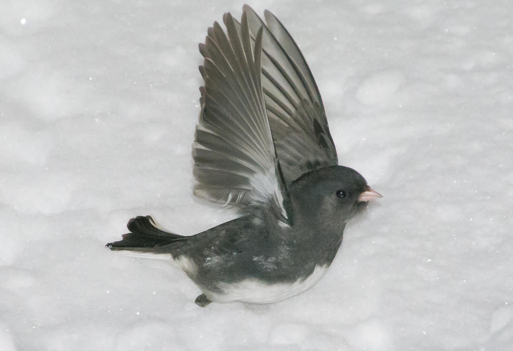 DSC_6447.jpg