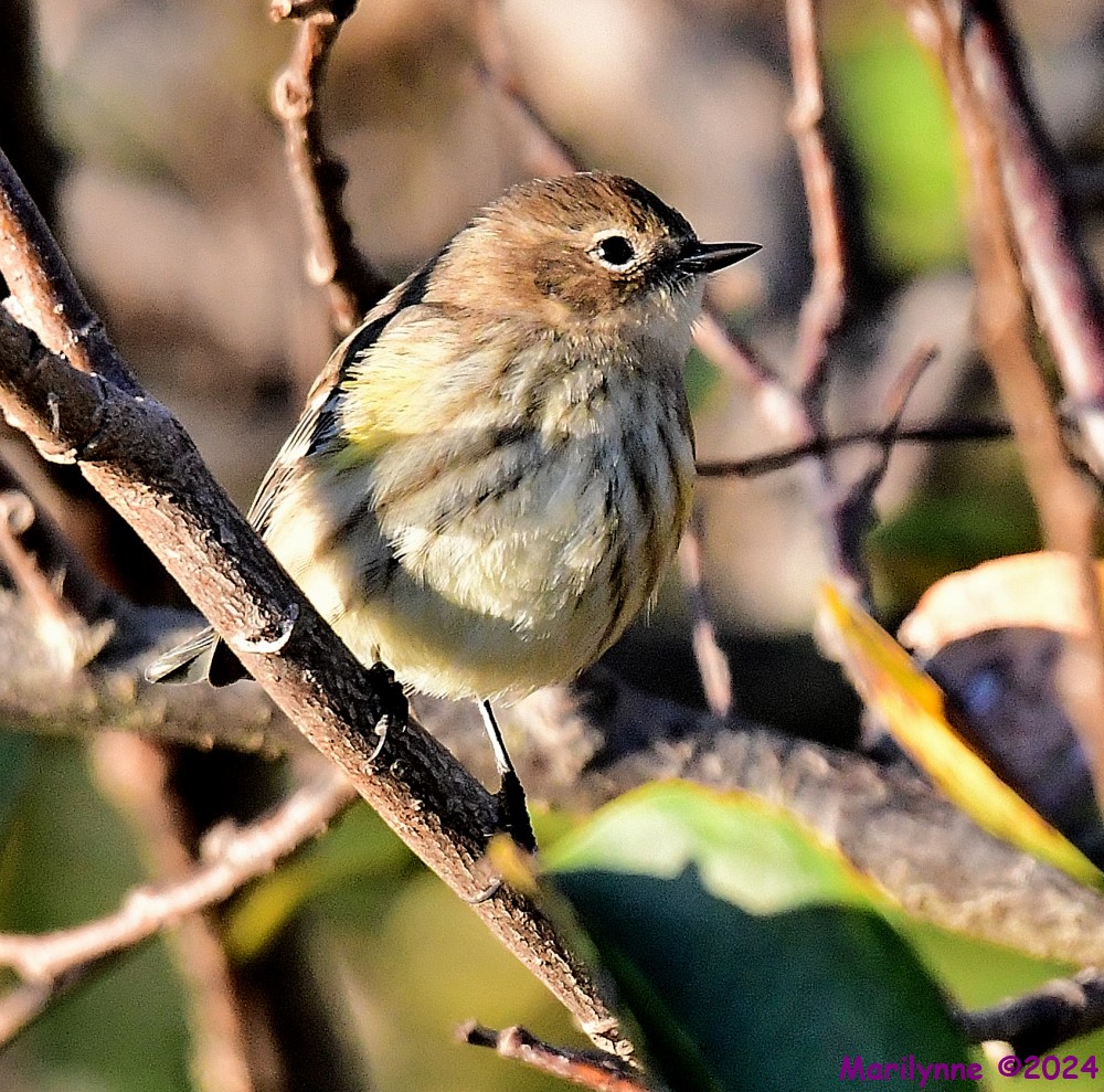 DSC_6448_001.JPG
