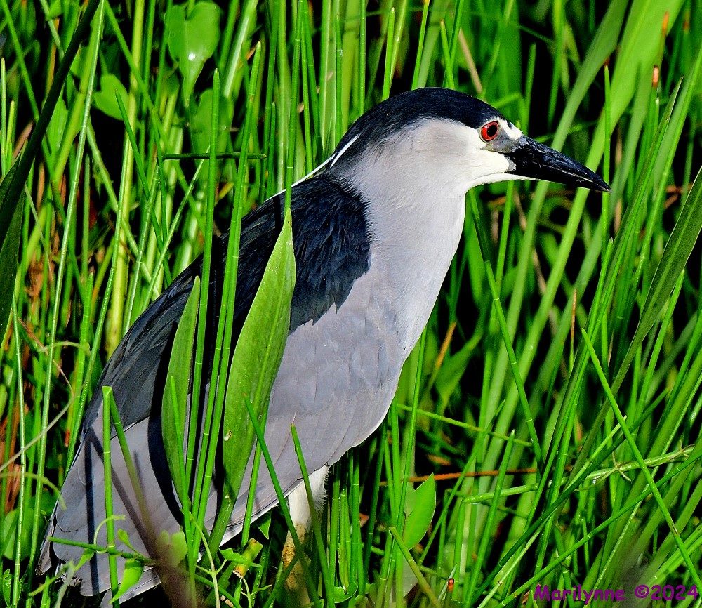 DSC_6450_001.JPG