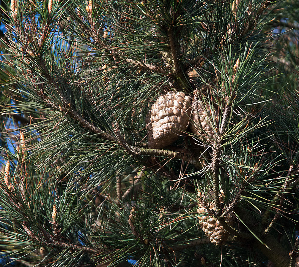 DSC_6451.jpg