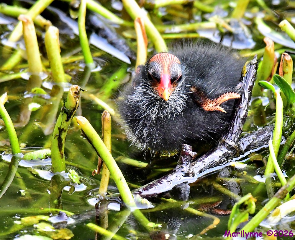 DSC_6451_001.JPG