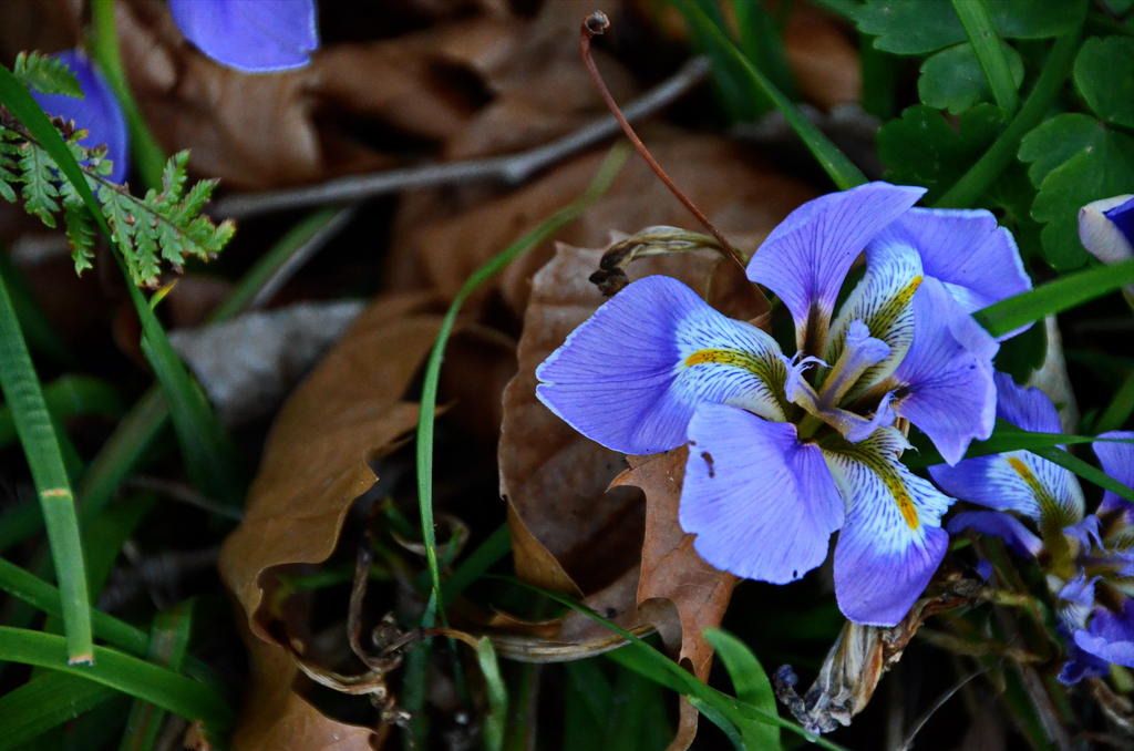 DSC_6452.jpg