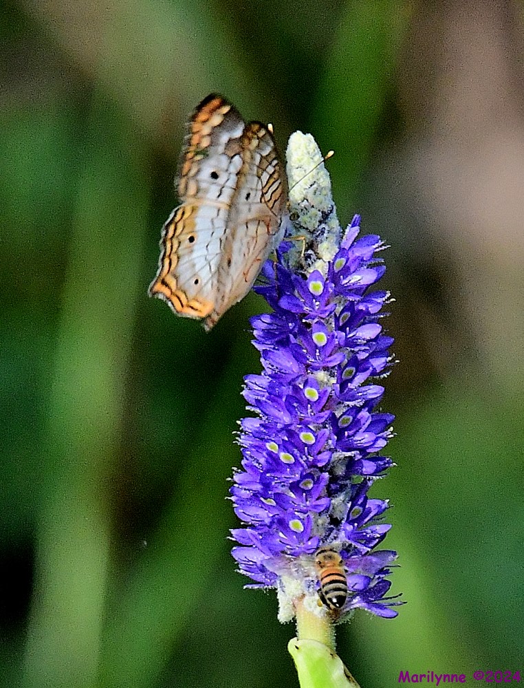 DSC_6452_001.JPG