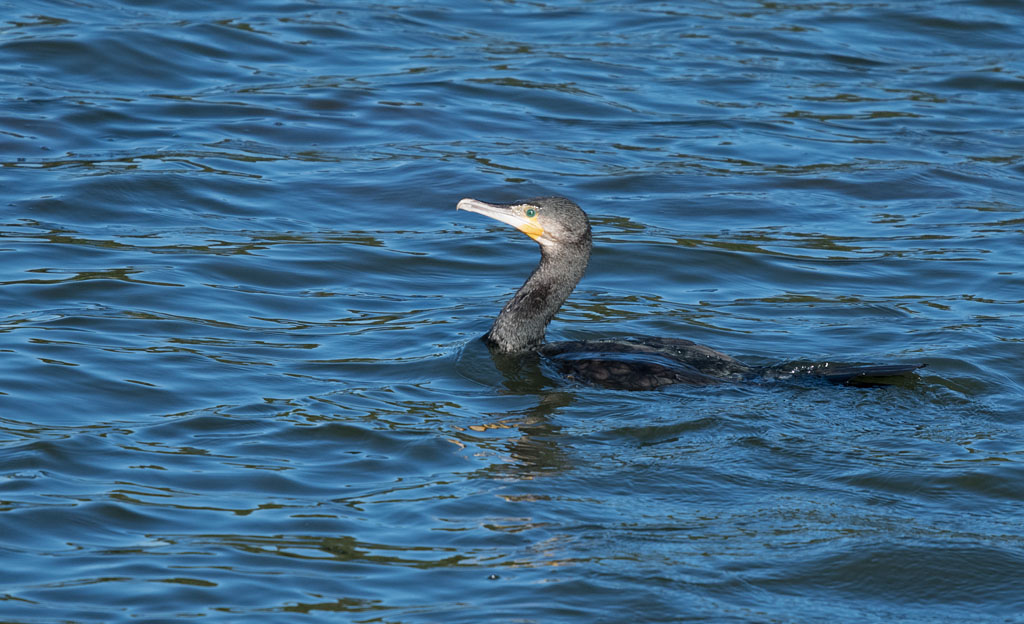 DSC_6453.jpg
