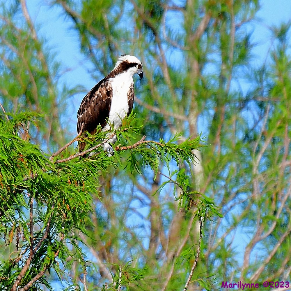 DSC_6454_001.JPG