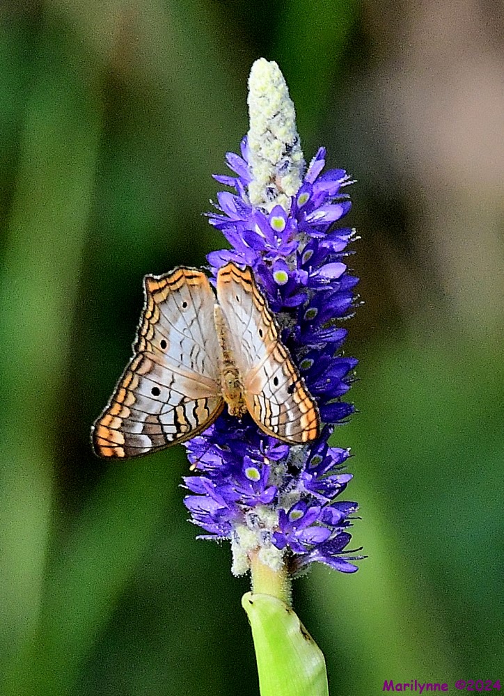 DSC_6455_001.JPG