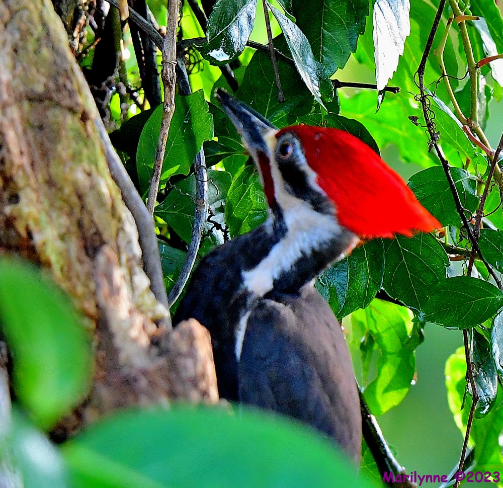 DSC_6456_001.JPG