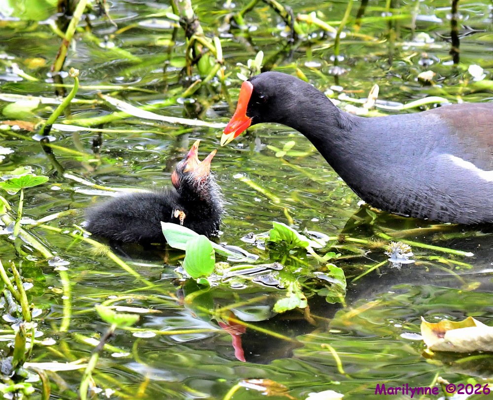 DSC_6456_001.JPG
