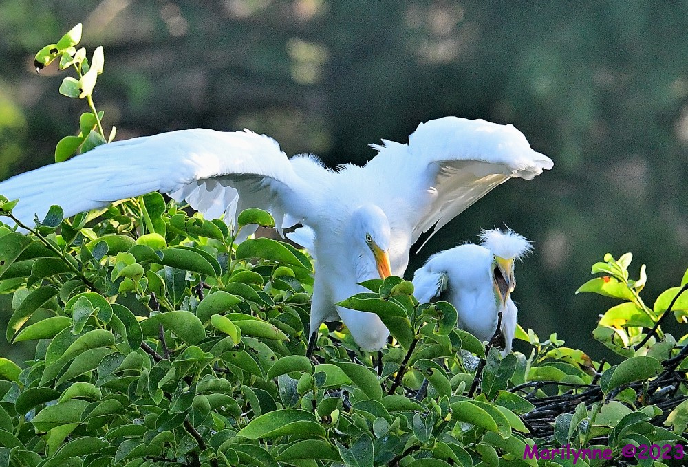DSC_6457_001.JPG