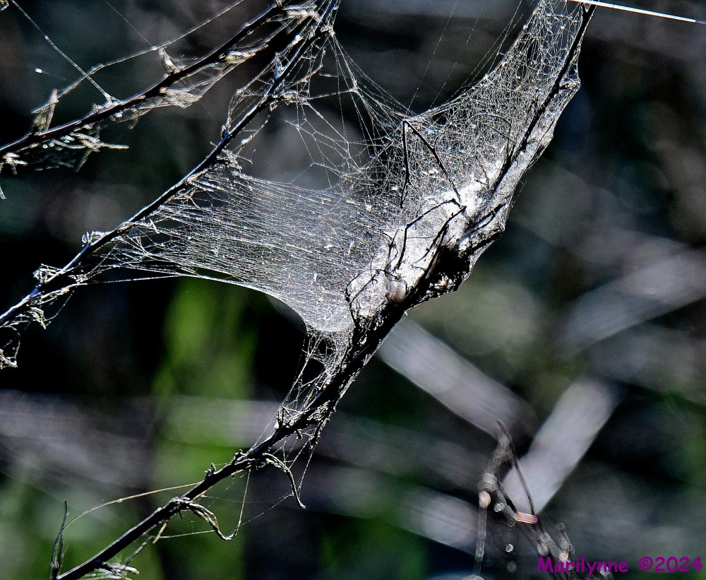 DSC_6457_001.JPG