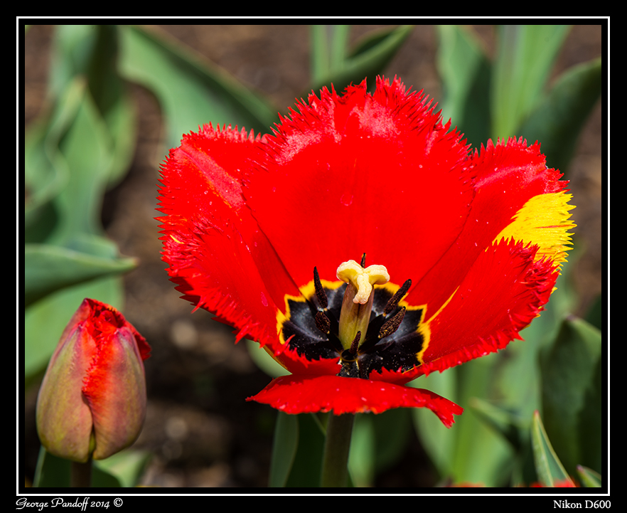 DSC_6458.jpg