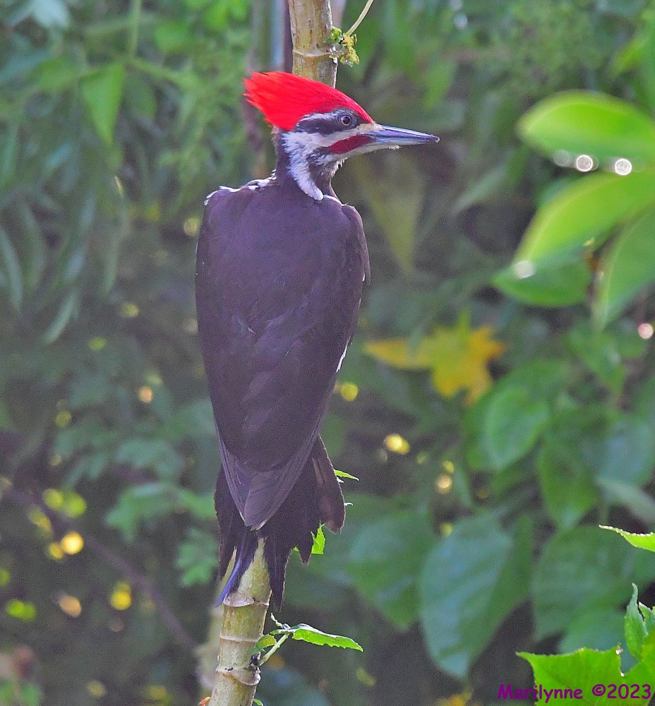 DSC_6458_001.JPG