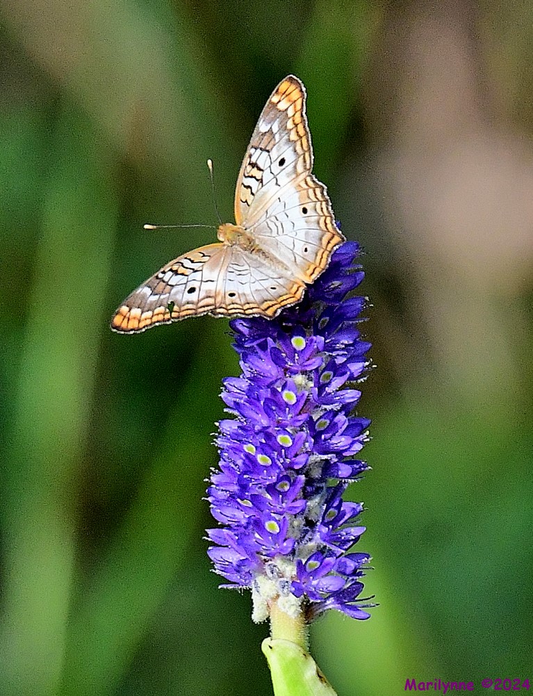 DSC_6458_001.JPG