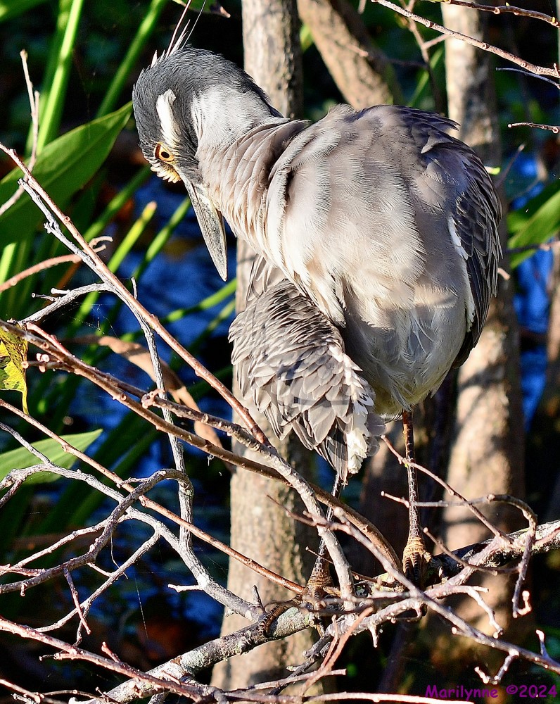 DSC_6459_001.JPG