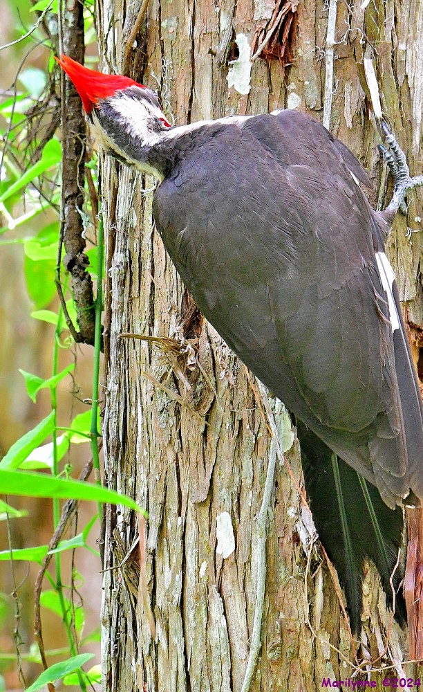 DSC_6459_001.JPG