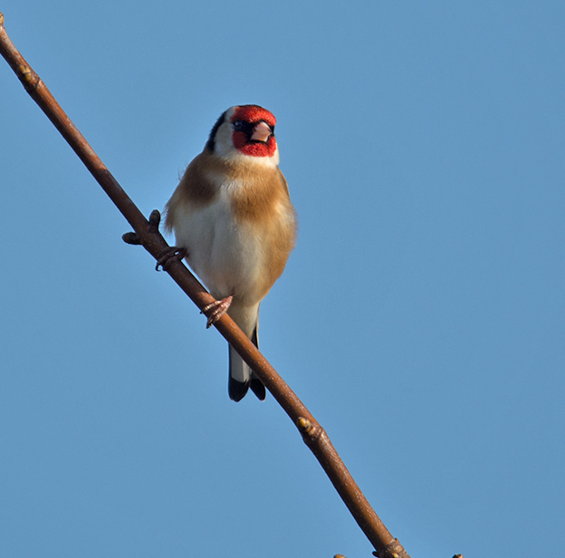 DSC_6460.jpg