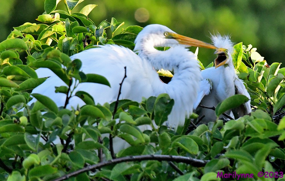 DSC_6460_001.JPG