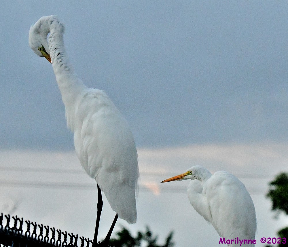 DSC_6462_001.JPG