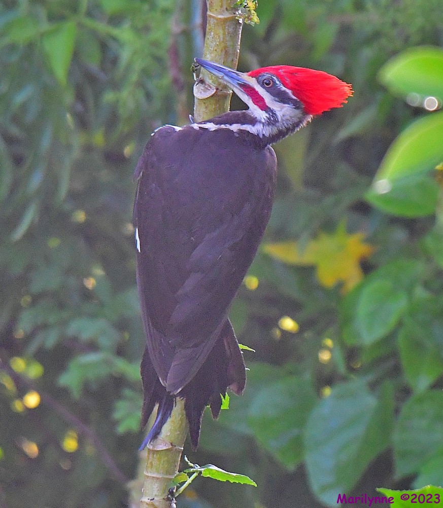 DSC_6463_001.JPG