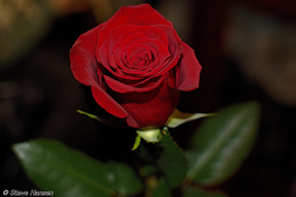 DSC_6464.jpg