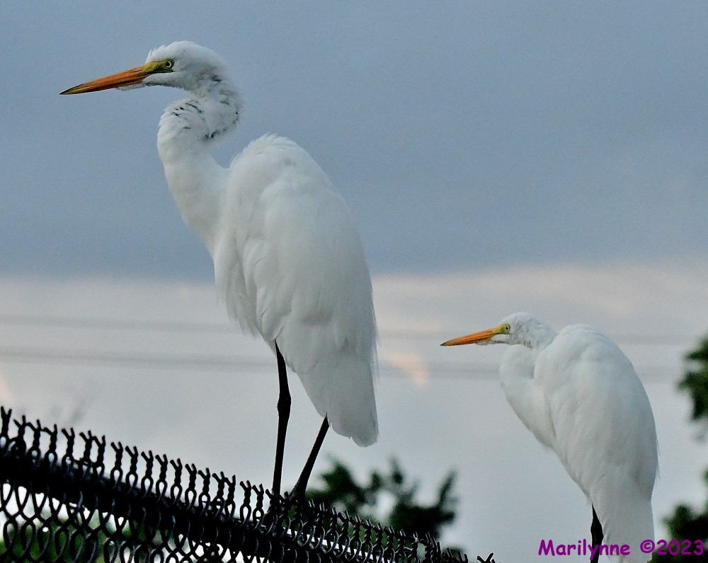DSC_6464_001.JPG