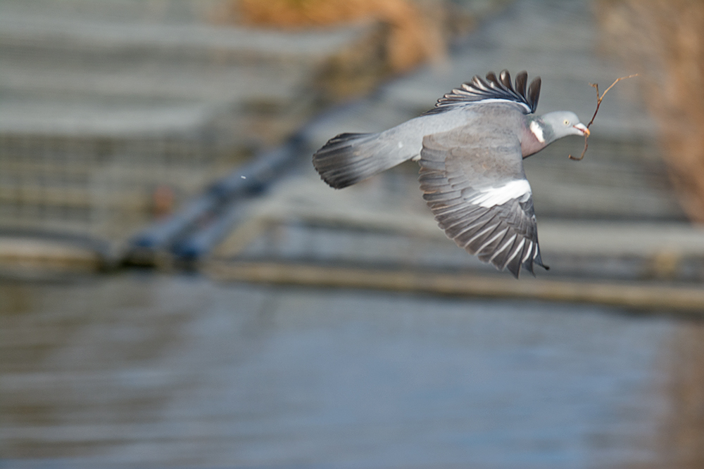 DSC_6465.jpg
