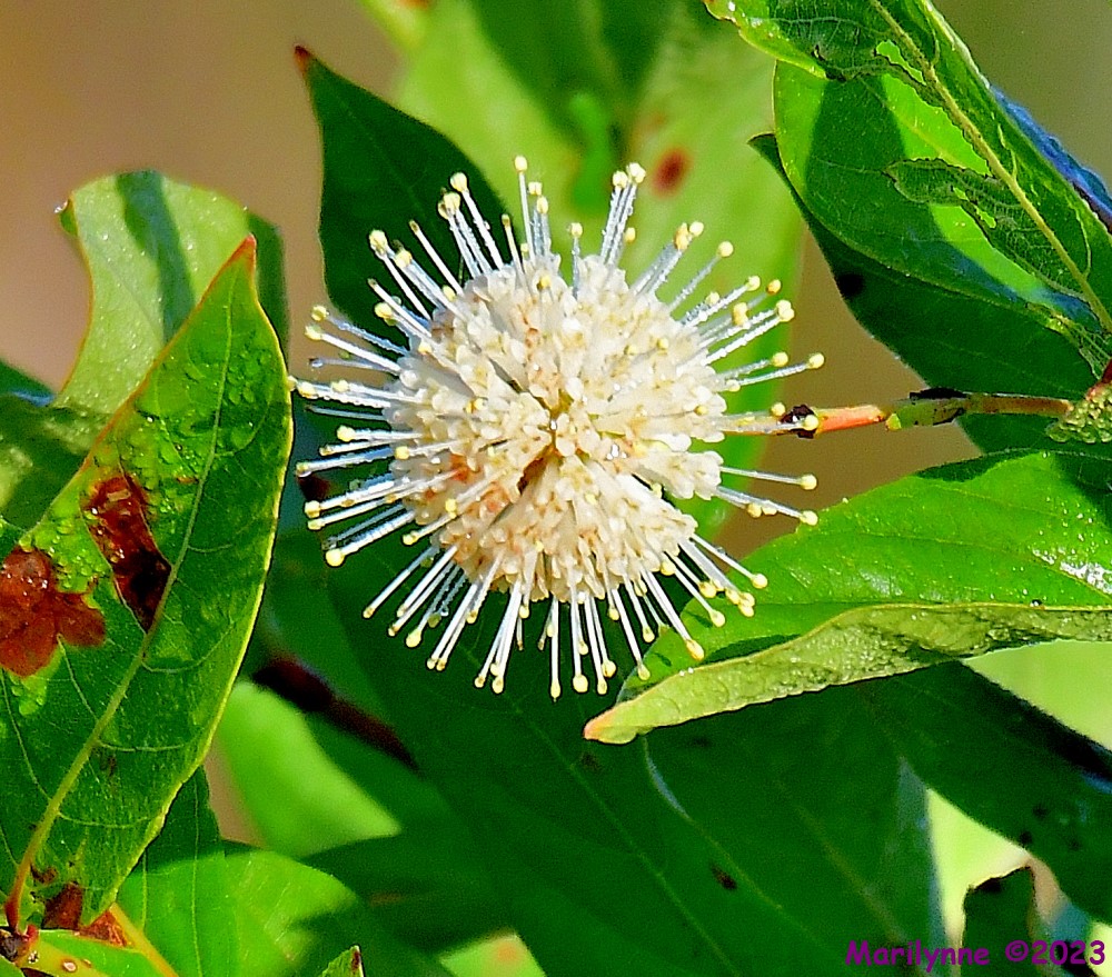 DSC_6465_001.JPG