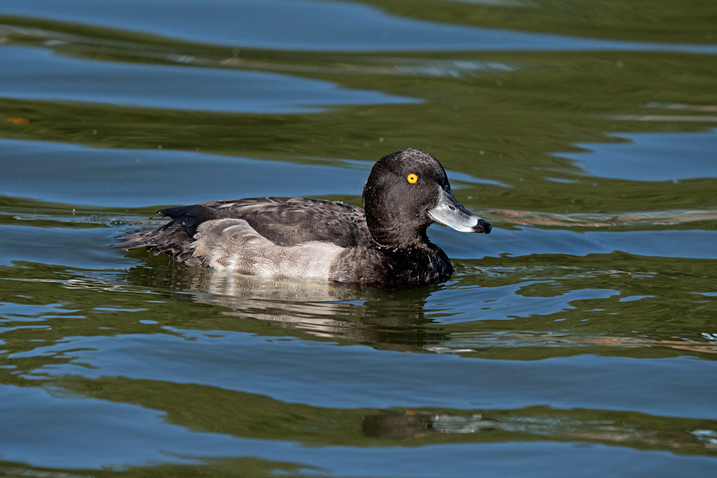DSC_6467.jpg