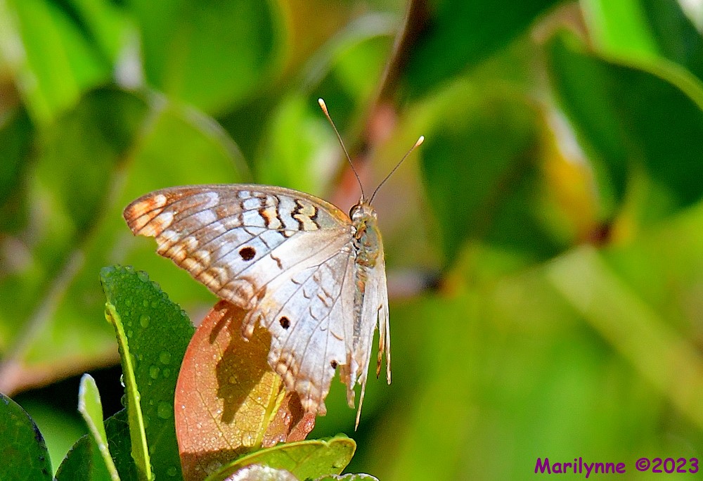 DSC_6467_001.JPG