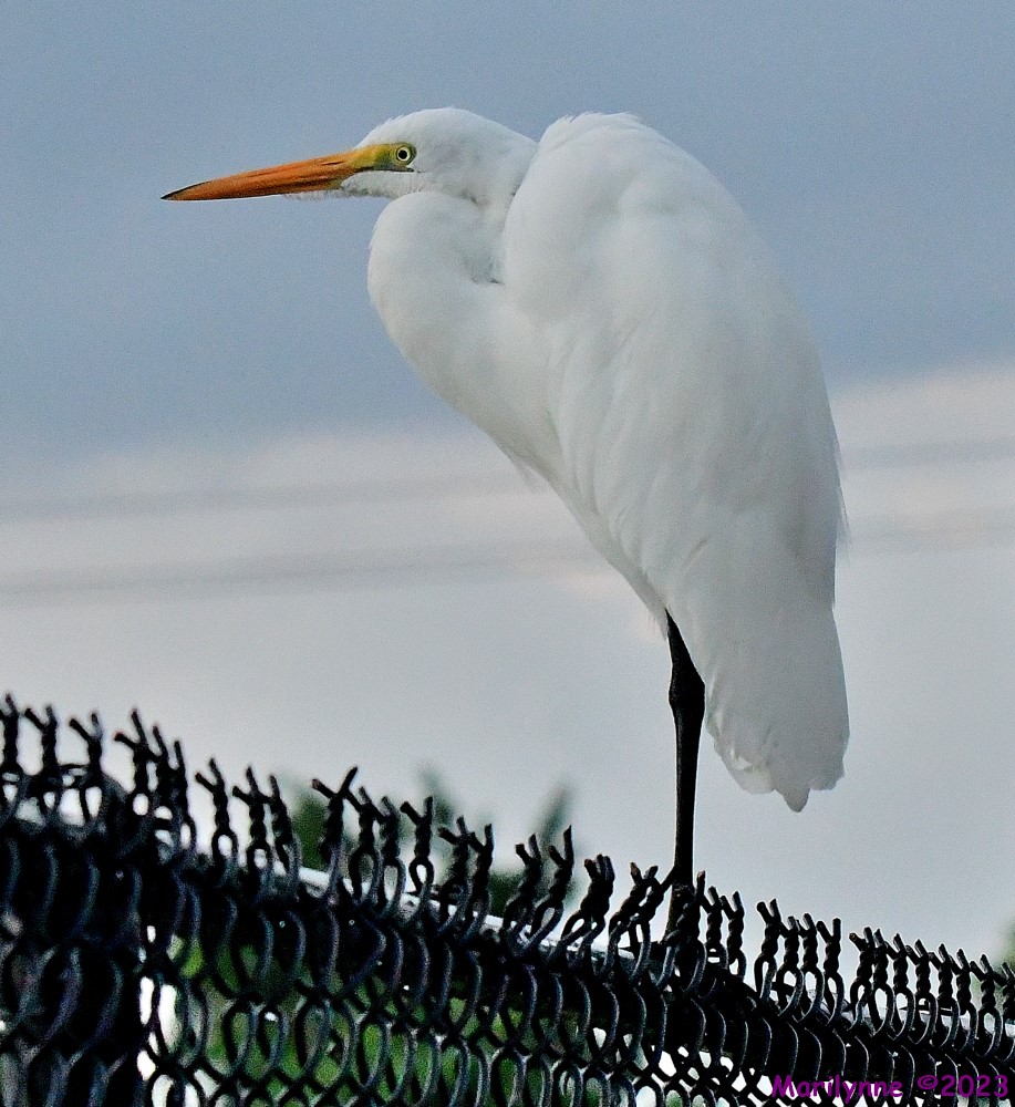 DSC_6467_001.JPG