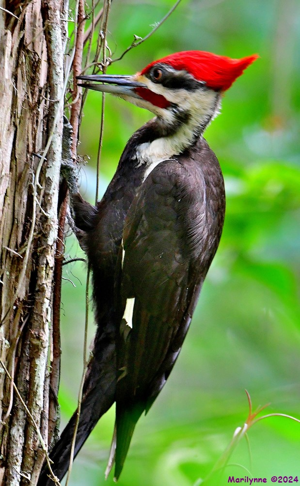 DSC_6468_001.JPG