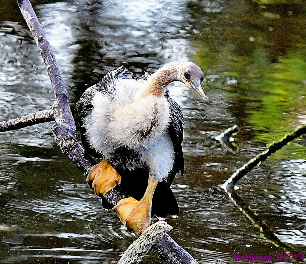 DSC_6469_001.JPG