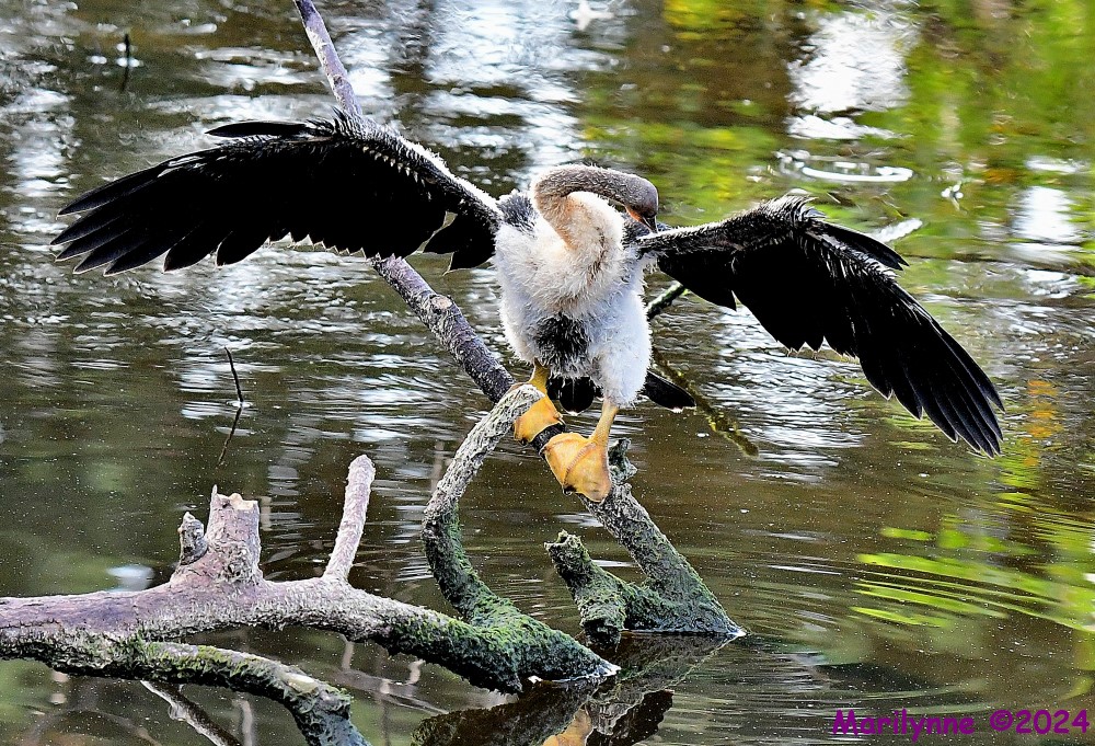 DSC_6472_001.JPG