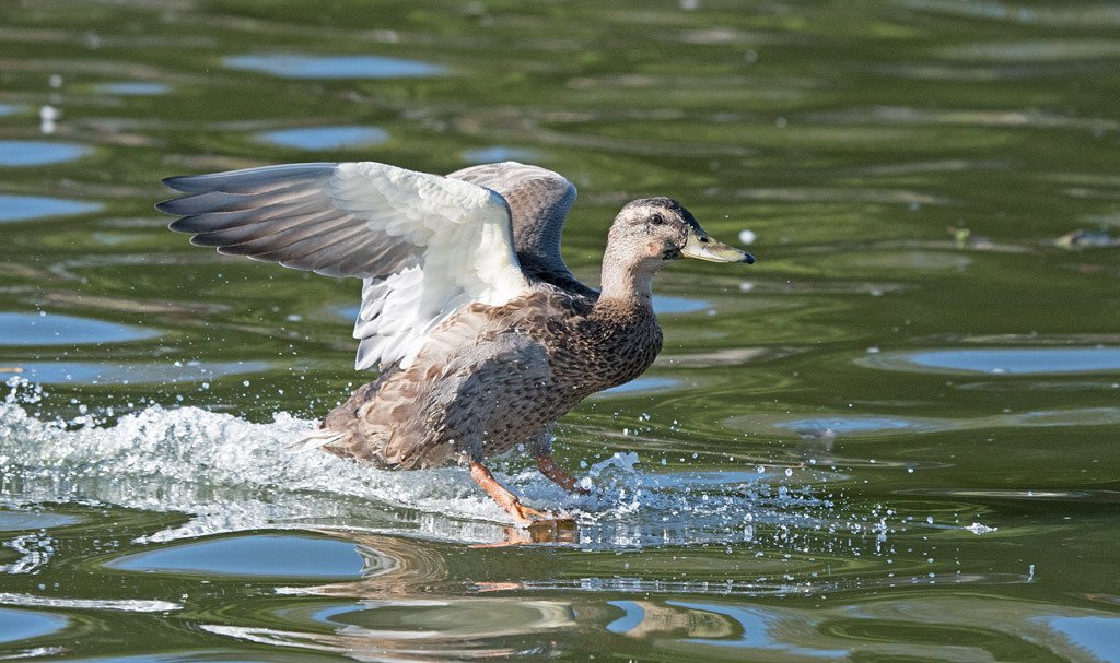 DSC_6473.jpg