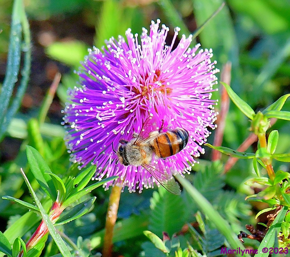 DSC_6473_001.JPG