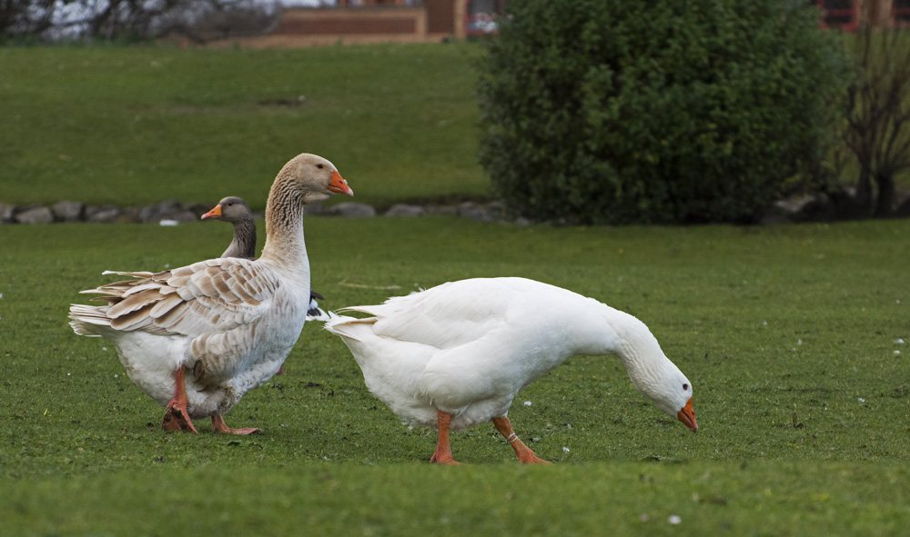 DSC_6474.jpg
