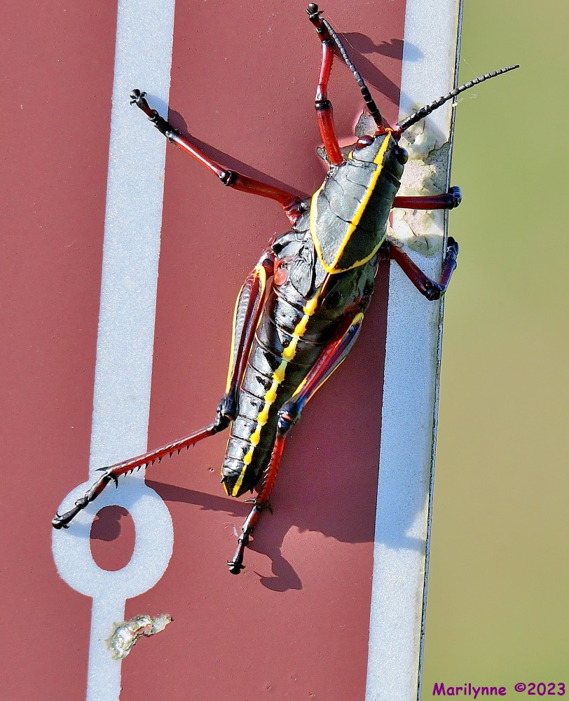 DSC_6474_001.JPG
