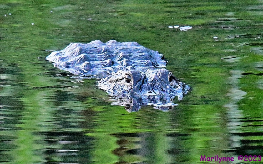 DSC_6474_001.JPG