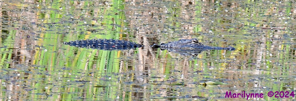DSC_6476_001.JPG
