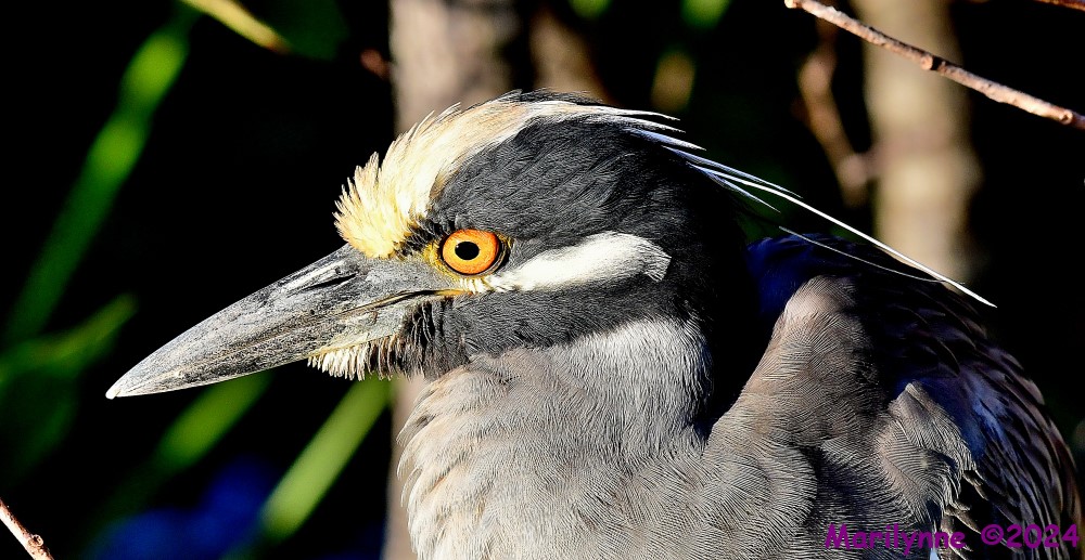 DSC_6477_001.JPG