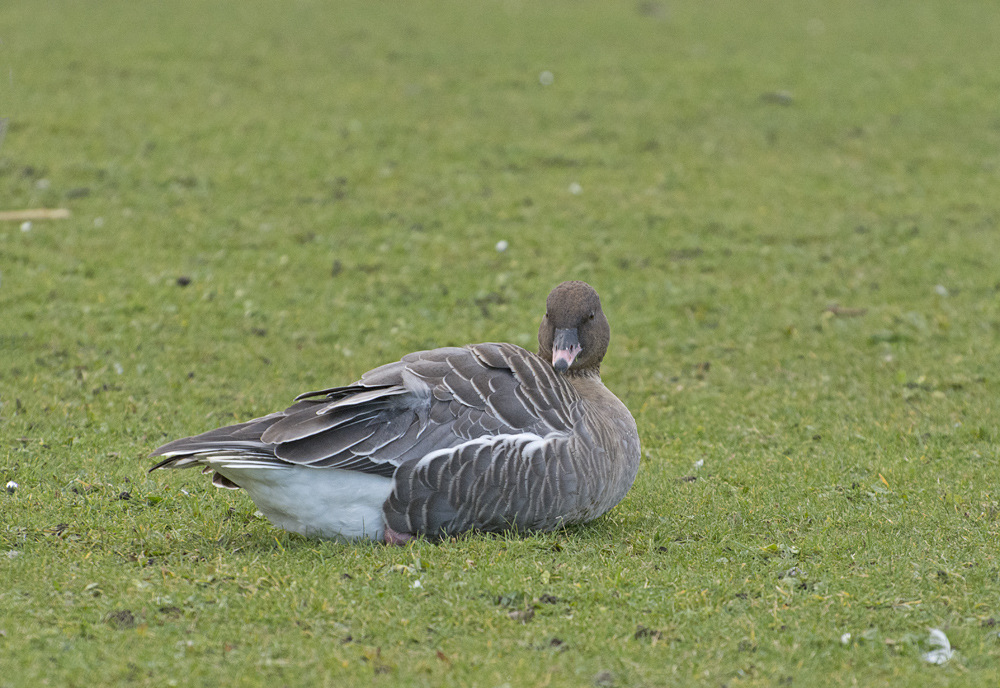 DSC_6478.jpg