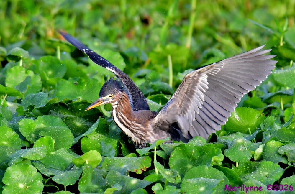 DSC_6481_001.JPG