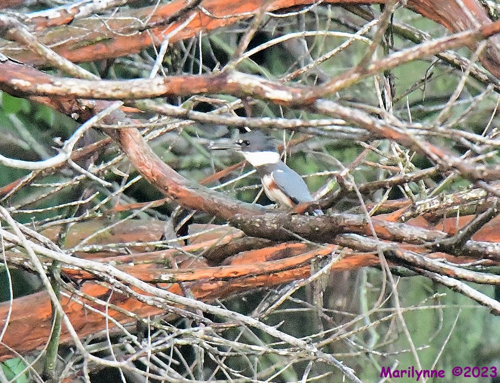 DSC_6483_001.JPG