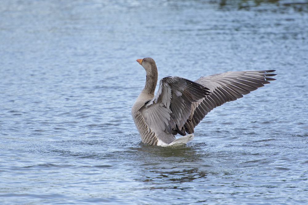 DSC_6484.jpg